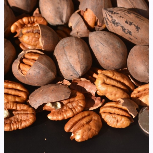 GULFMARKET Pecan Nuts 400 gm